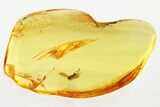 Fossil Dark-Winged Fungus Gnat (Sciaridae) In Baltic Amber #330651-1